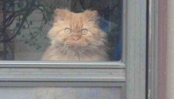 14 najlepszych zdjęć kotów znalezionych w sieci, które natychmiast poprawiają humor