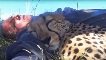 Spał w trawie, gdy nagle podszedł do niego gepard. To, co zrobił jest całkowicie sprzeczne z jego naturą