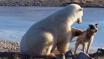 Niedźwiedź polarny siedzi i głaszcze haskiego. Miła scena szybko zamieniła się w rozpacz