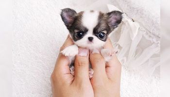 25 miniaturowych szczeniaczków, których widok rozczuli serce nawet największego twardziela