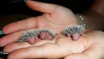 14 malutkich zwierząt, które dopiero co się urodziły