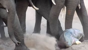 Niesamowite nagranie narodzin małego słoniątka. To, jak stado wita go w rodzinie, zapiera dech!