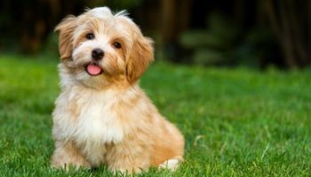 Jeżeli Twój pies robi którąś z tych 9 rzeczy, to znaczy, że naprawdę bardzo Cię kocha