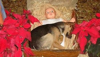 Podziwiał szopkę Bożonarodzeniową. W pewnej chwili zauważył w kołysce śpiącego psiaka