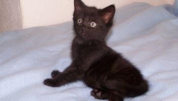 Przygarnął małego, czarnego kotka. 7 lat później jego sierść całkowicie zmieniła kolor