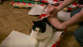 Mężczyzna owija kota świątecznym papierem. Reakcja czworonoga jest bezcenna!