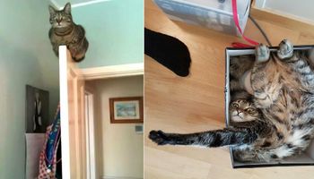 16 najzabawniejszych zdjęć kotów. Swoim dziwnym zachowaniem są w stanie rozbawić każdego!