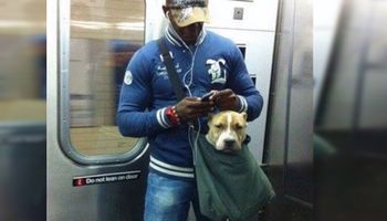 Pasażerowie metra w Nowym Jorku noszą psy w torbach. Abusrdalny pomysł nie wziął się z kosmosu