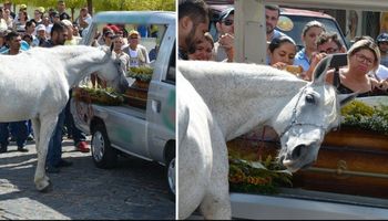 Koń uczestniczył w pogrzebie swojego właściciela. Sposób, w jaki go żegnał, wzruszył do łez rodzinę