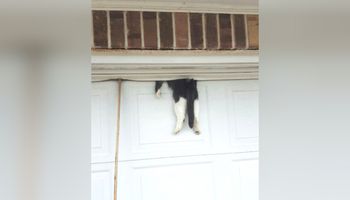 Kot utknął pomiędzy drzwiami garażowymi a futryną. Nikt nie wiedział, czy nadal żyje