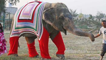 Ludzie postanowili wydziergać słoniom ogromne sweterki. Wszystko po to, aby uchronić je przed zimnem