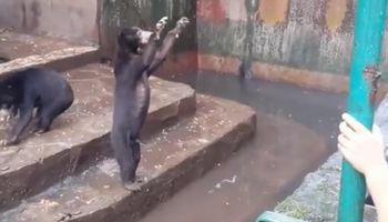 Odwiedzając to zoo, można zobaczyć niedźwiedzie w takim stanie. Ktokolwiek im to zrobił, powinien znaleźć się za kratami!