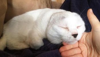 Starszy kot stracił uszy w wyniku choroby. W końcu znalazł kochający dom i znów cieszy się życiem