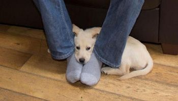 Pies nie bez powodu kładzie głowę na Twoich stopach. Próbuje ci coś przekazać