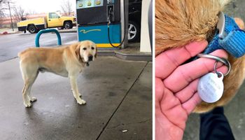 Zauważa psa na stacji benzynowej. Kiedy odwraca medalion zawieszony na obroży, jest zaskoczony