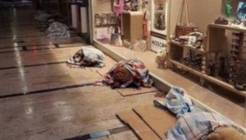 Psy śpią na kartonach wewnątrz galerii handlowej. Gdy poznasz powód, zrobi Ci się cieplej na sercu