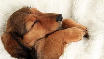 20 słodkich psów, które zajęły łóżka swoich właścicieli i za nic na świecie nie chcą z nich wyjść