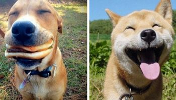 26 najszczęśliwszych psów na naszej planecie. Są najlepszym lekarstwem na pochmurny dzień