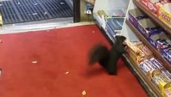 Wiewiórka weszła do sklepu przez otwarte drzwi. To, co zrobiła, wydaje się być zamierzone