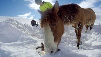 Przerażony i wyczerpany koń ugrzązł w lodowatej pułapce. Gdyby nie oni, mogłoby dojść do tragedii