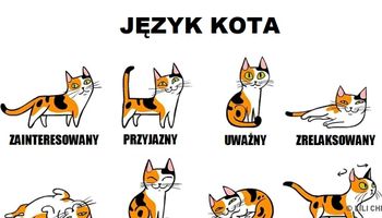 Te wskazówki pomogą Ci znaleźć wspólny język z Twoim kotem. To nie takie trudne!