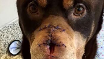 Pies został okaleczony w bestialski sposób. Odcięty nos i uszy to tylko część jego obrażeń