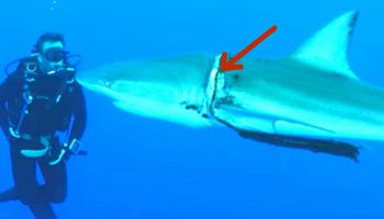 Rekin walczy z wrzynającą się w jego ciało liną. Nagle zauważa, że obok niego pływa nurek