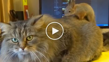 Kot leży na biurku, gdy na jego grzbiet wskakuje wiewiórka. To, co dzieje się później, jest urocze!