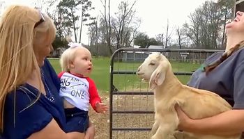 Mała dziewczynka pierwszy raz zobaczyła kozę. Spotkanie zamieniło się w przezabawną dyskusję