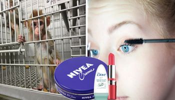 Kosmetyki testowane na zwierzętach, które w większości każdy z nas ma w domu