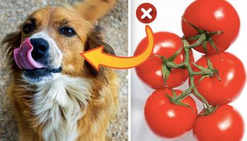 10 popularnych owoców i warzyw, które są niebezpieczne dla psów. Mogą doprowadzić do śmierci
