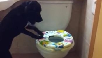 Potajemnie sfilmował, co jego pies wyprawia w toalecie