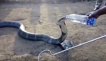 Duża kobra pojawiła się w centrum wioski. Podchodzący do niej ludzie ryzykowali życie