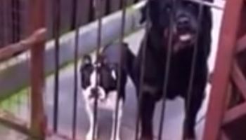 Pies po lewej ma najzabawniejszy szczek na świecie. On przypomina człowieka!
