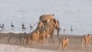 Wygłodniałe lwice próbują rozszarpać słonia na kawałki. To, co dzieje się po chwili jest zdumiewające
