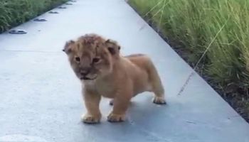Małe lwiątko idzie niepewnym krokiem i nagle zaczyna ryczeć. Spróbuj się nie zaśmiać, słysząc to