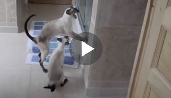 Kobieta próbuje wziąć prysznic. Ale zachowanie jej 2 kotów wydaje się wręcz irracjonalne!