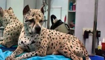 Wiele osób myśli, że ten pies to gepard. Wszystko przez jego umaszczenie
