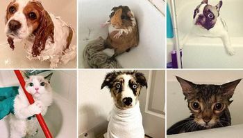 18 zwierząt, które NAPRAWDĘ nie lubi się kąpać. W ich oczach aż widać przerażenie