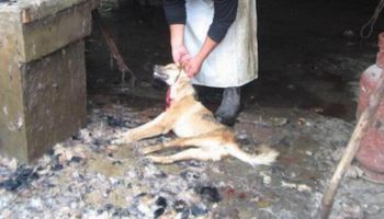 Weszła ustawa zabraniająca zjadania mięsa psów i kotów. Miliony zwierząt unikną bestialskiej śmierci