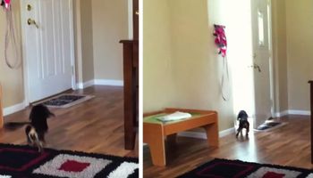 Pies słyszy zbliżające się kroki za drzwiami. Kiedy widzi, kto wchodzi, nie potrafi się powstrzymać