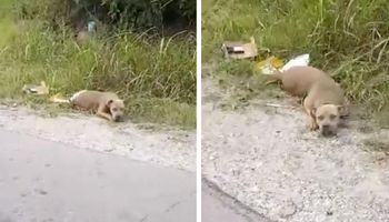 Kobieta dostrzega na poboczu martwego psa. Gdy do niego podchodzi, zdaje sobie sprawę, że się myliła
