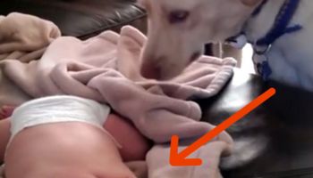 Kobieta w ukryciu nagrywa psa i śpiącego noworodka. Zachowanie czworonoga ją zaskakuje