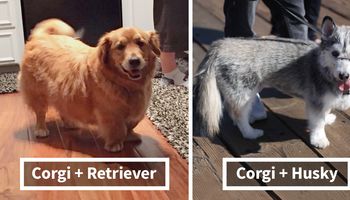 38 krzyżówek Corgi z innymi rasami psów. Skutki tych połączeń niejednokrotnie Cię zaskoczą