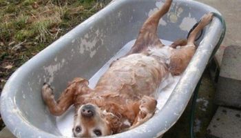 29 zabawnych psów, które kochają lub wręcz przeciwnie – nienawidzą brać kąpieli