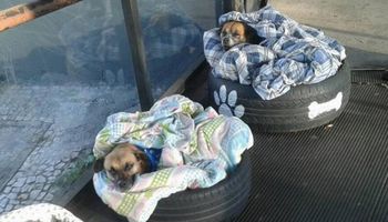 Pracownicy dworca zrobili dla bezpańskich psów coś, co przywróci Twoją wiarę w ludzi