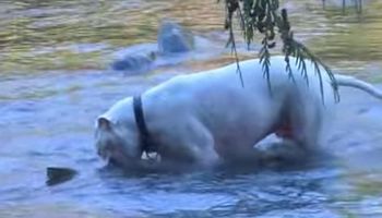 Mężczyzna pozwolił 2 pitbullom wejść do rzeki. Był w szoku, kiedy psy zaczęły, łapać ryby!