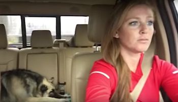 Kobieta prowadzi samochód i słucha tej piosenki. Zwróć uwagę na zachowanie psa jadącego z tyłu.
