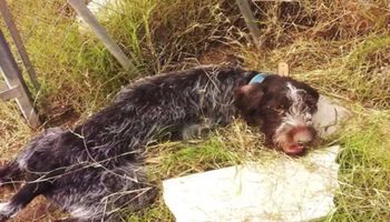 Ten pies został znaleziony w ciężkim stanie. Tylko profesjonalna pomoc mogła go uratować