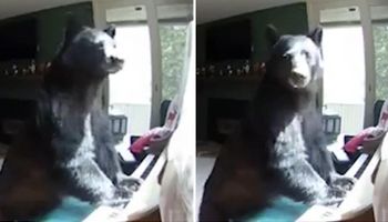 Kamera zarejestrowała, jak niedźwiedź włamał się do domu. Zwierzak spałaszował niemal wszystko